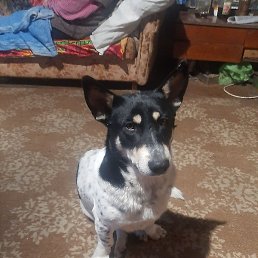 ������, �����, 54 ����