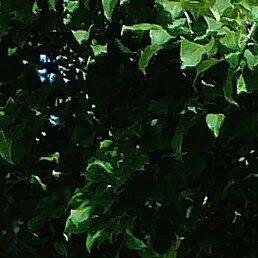 ���, �������, 74 ����