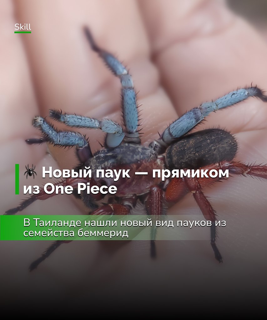 Этот случай подчёркивает, насколько природа разнообразна и непредсказуема.Гинандроморфизм у пауков ...