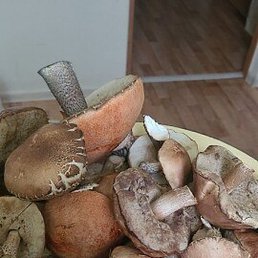 ��������, ������, 54 ����