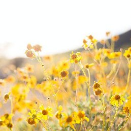 �����, ���������, 52 ����