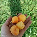 ���� ������, ������, 35 ��� - ��������� 24 ������� 2025 � ������ ���� ����������