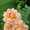 ���� �����, �����������, 60 ��� - ��������� 29 ������� 2024 � ������ ���� ����������