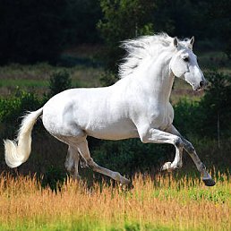 ���� ��������, ����������� - ��������� 30 ������� 2025