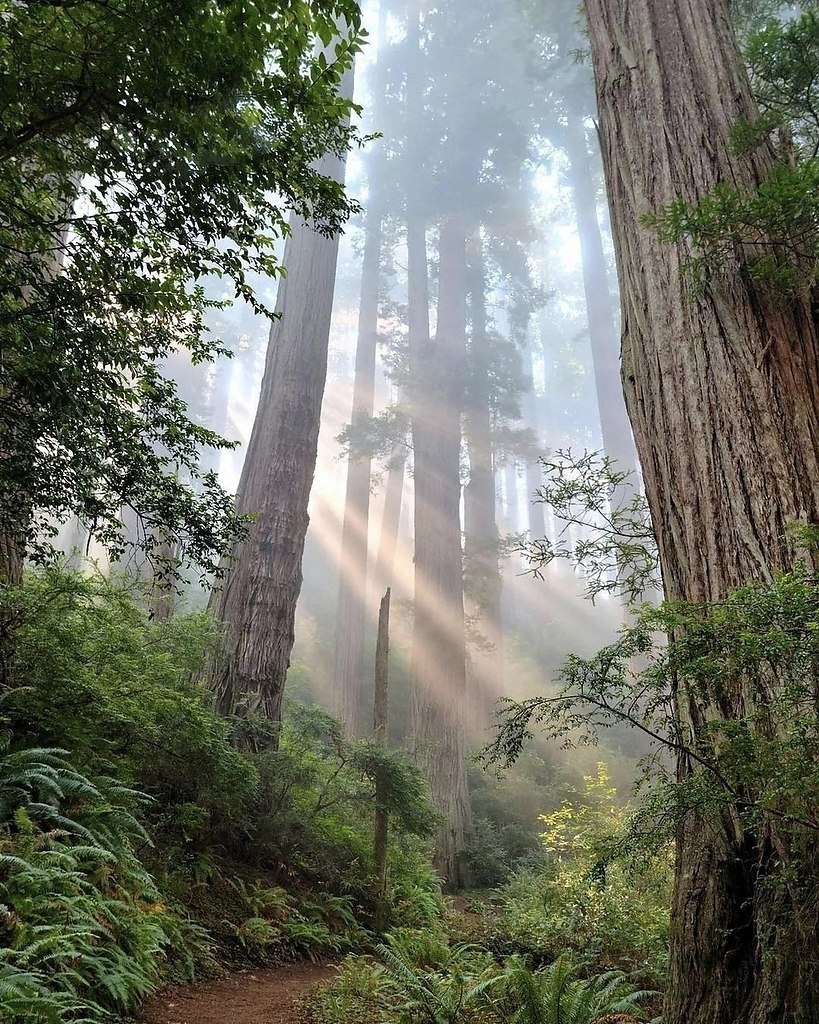 Завораживающая игра света среди деревьев Северной Калифорнии - 4