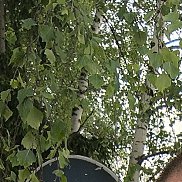 , 43 , 