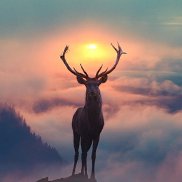 �������, 44 ����, ������