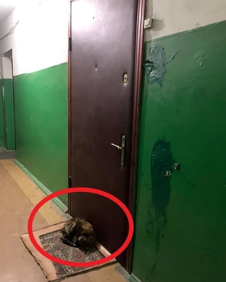 В Ярославле пожилую женщину спасла ее преданная кошка, которая, почувствовав беду, выбралась через ...
