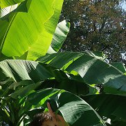 ����, 66 ���, ������������