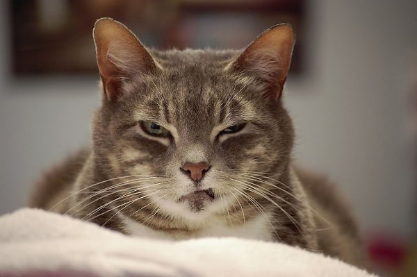 По поведению моего кота можно сказать, что это я у него живу и, судя по его угрюмому взгляду, мне ... - 3
