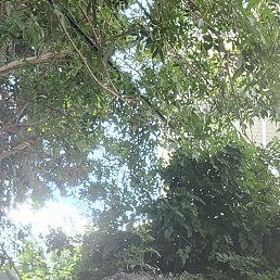 , 54, 