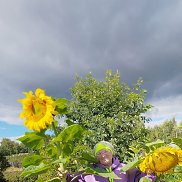 ������, 66 ���, ������������