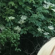 , 42 , 