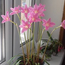 ���, ���������, 35 ���