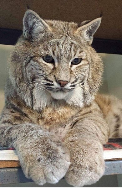 �������� ���� � �� ������� ������ �����) - 2