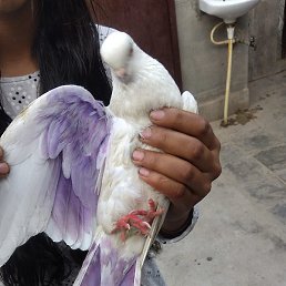 Aman, �������, 24 ����