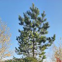  , --, 55  -  7  2024