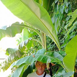 ������� ��������, ������, 37 ���