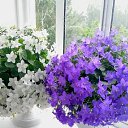 ���� ����, ������ - ��������� 29 ��� 2025 � ������ ���� ����������