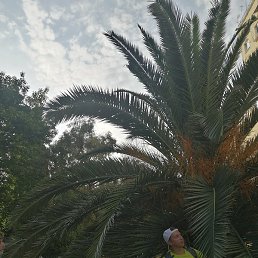 �������, ���������