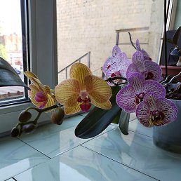 �, �����, 41 ���