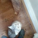 ���� ����, ������, 52 ���� - ��������� 20 ����� 2026 � ������ ���� ����������