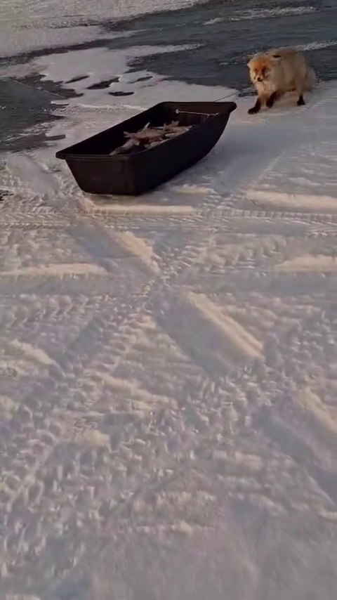 ������� � ���������� ���� �� ����������� �������� ��� �������. ����������, ��� �������� ��������� �� ...