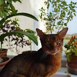 �������, �����-���������, 75 ���