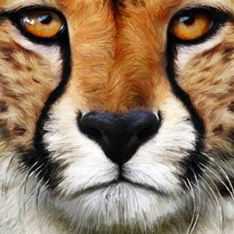 �����, ��������, 41 ���