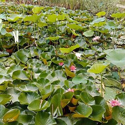 ����, ������, 60 ���