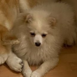 ����, �����, 36 ���