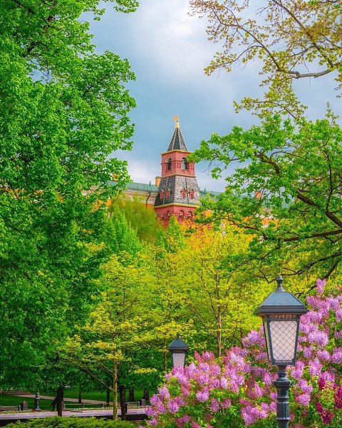 Цветение в Александровском саду и на Манежной площади.Фото: kobektas - 3