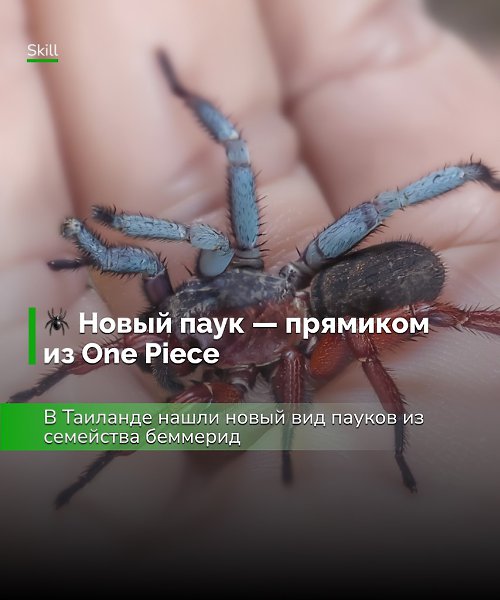 Этот случай подчёркивает, насколько природа разнообразна и непредсказуема.Гинандроморфизм у пауков ...