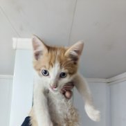 , 31 , 