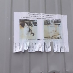 �����, ������, 37 ���