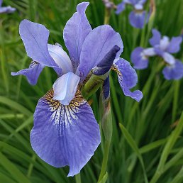 �������, �����������