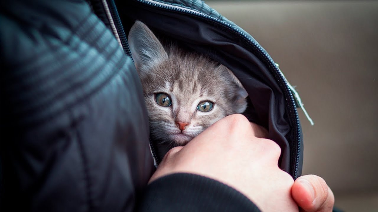 Подобрала кошку улицы. Кот за пазухой. Котенок на руках. Котенок в куртке. Котенок под курткой.