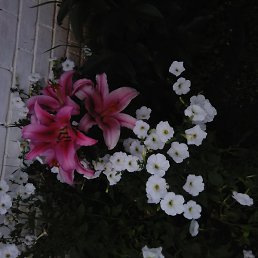 �����, ����, 38 ���