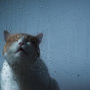 Ustin, 38 ���, �����������