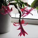 ���������� ))