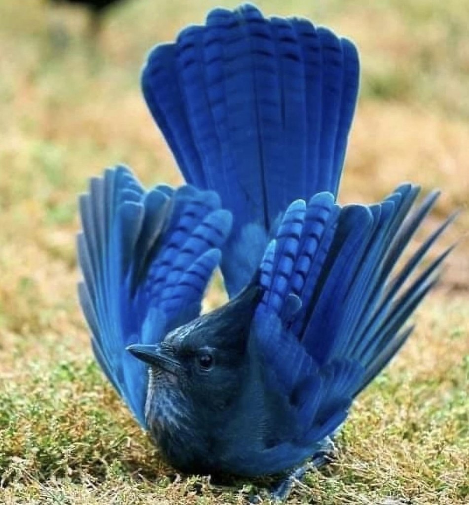 ���������� c����