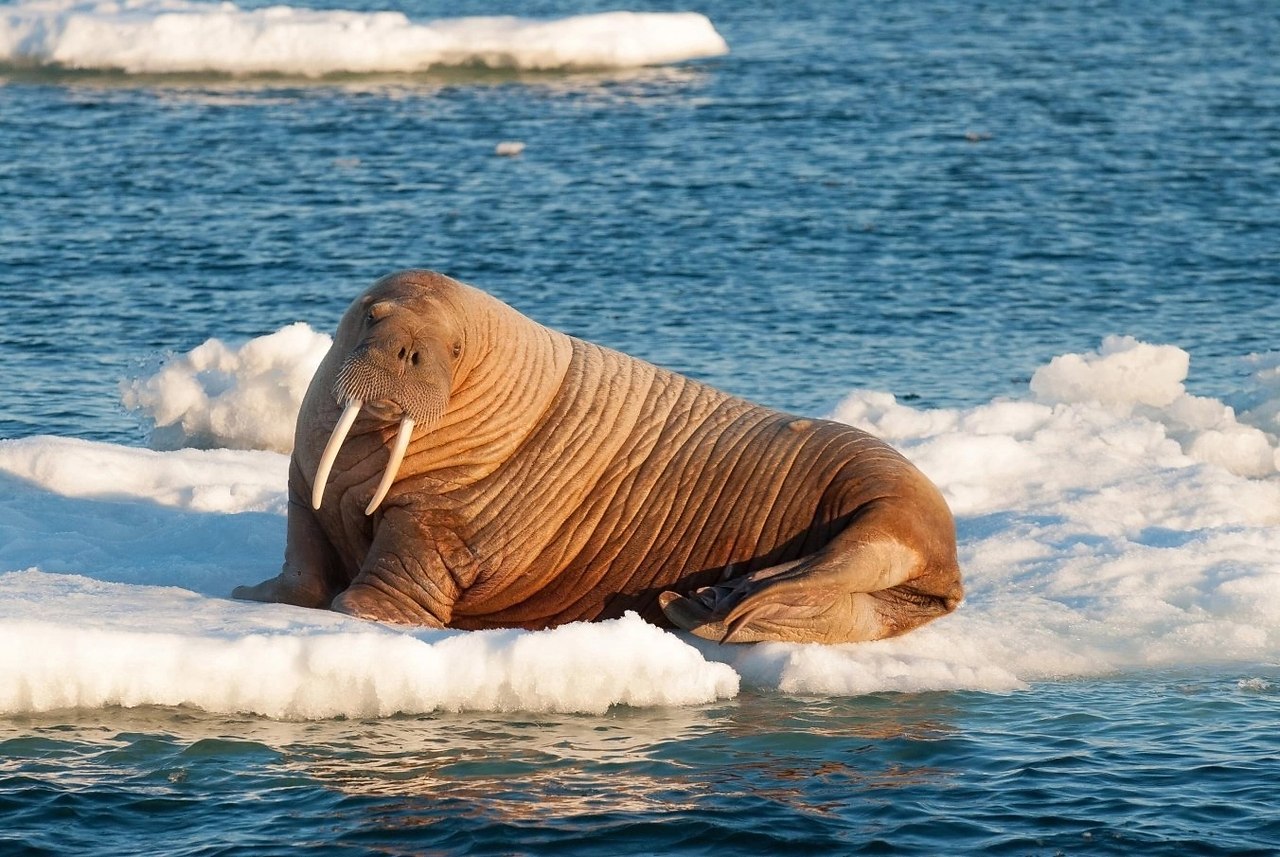 24   .     Odobenus rosmarus      ...