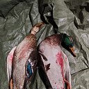 ���� �������, ��������, 69 ��� - ��������� 4 ���� 2026 � ������ ���� ����������