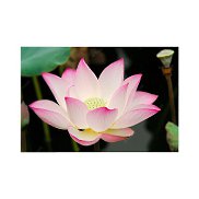 �����, 30 ���, ������������