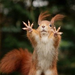 ������, ����������, 56 ���