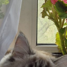 ���� ����, ������, 52 ���� - ��������� 27 ��� 2025