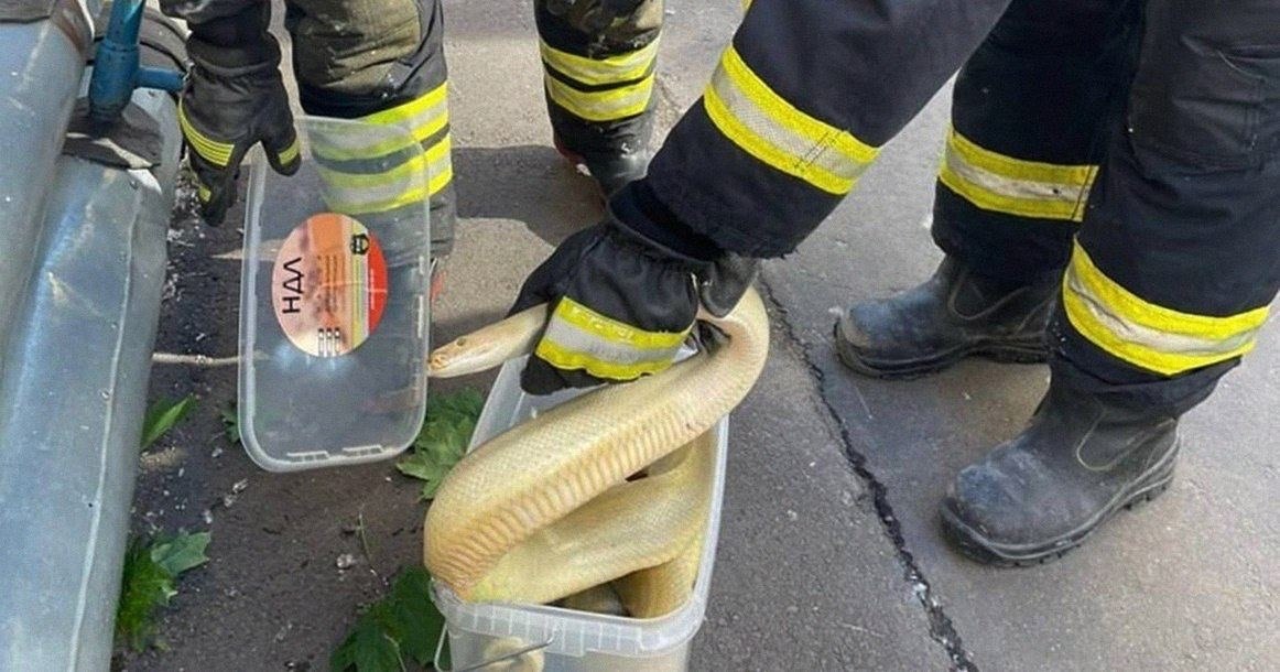 В самом центре Москвы был пойман огромный желтый питон. Охранник случайно наткнулся на змею во дворе ...