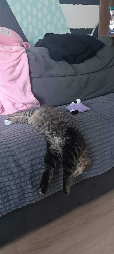 КОТьвадор Дали