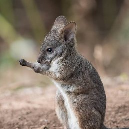 ���������, �����������, 42 ����