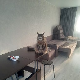 �����, �������, 65 ���